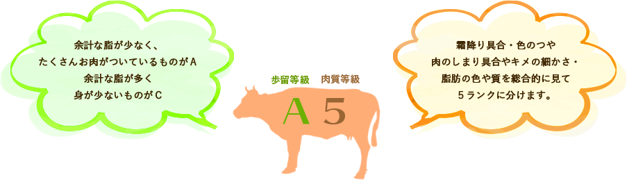 余計な脂が少なく、たくさんお肉がついているものがA 余計な脂が多く見が少ないものがC　霜降り具合・色のつや 肉のしまり具合やキメの細かさ・脂肪の色や質を総合的に見て5ランクに分けます。